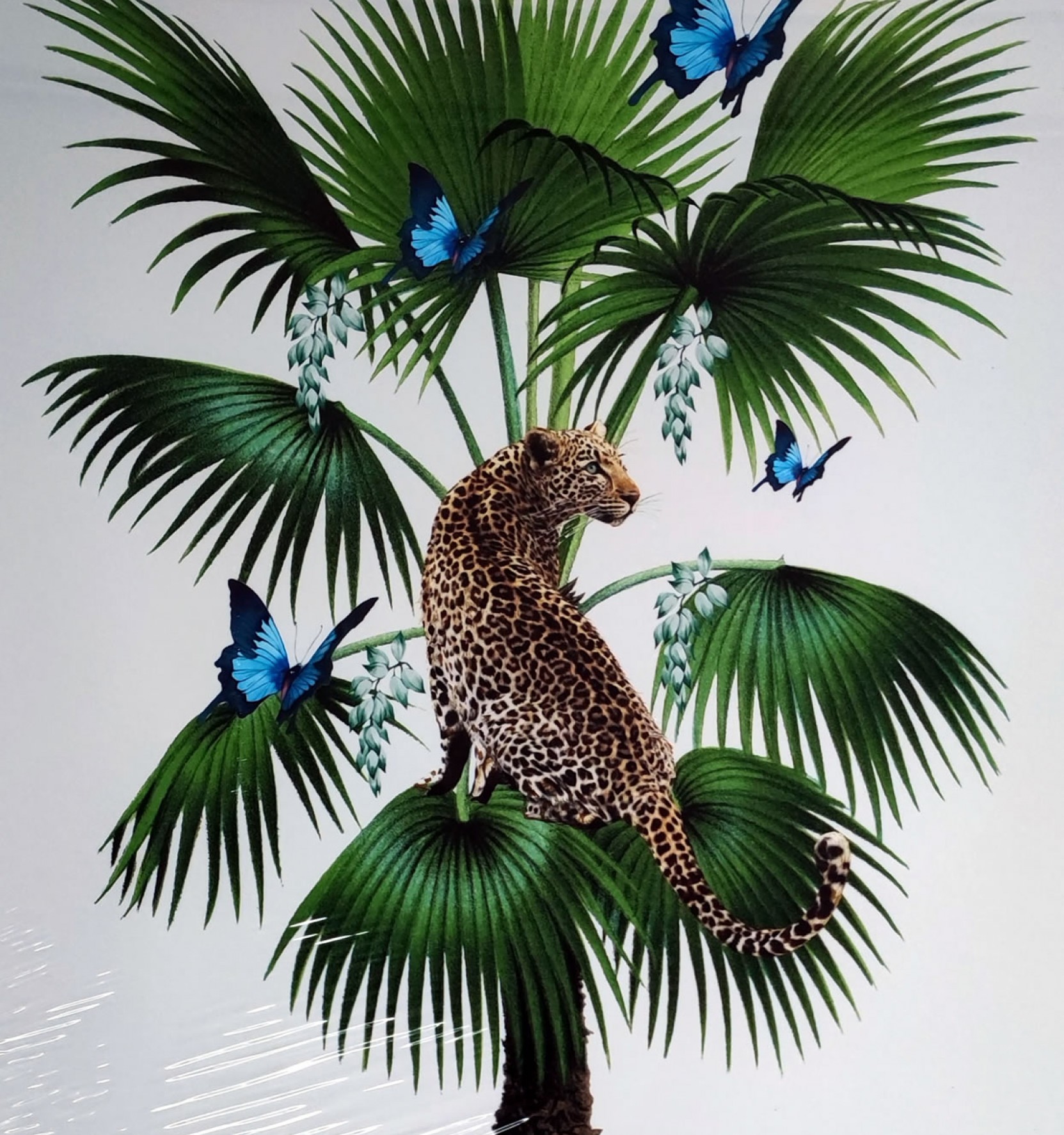 Leopard Palm
