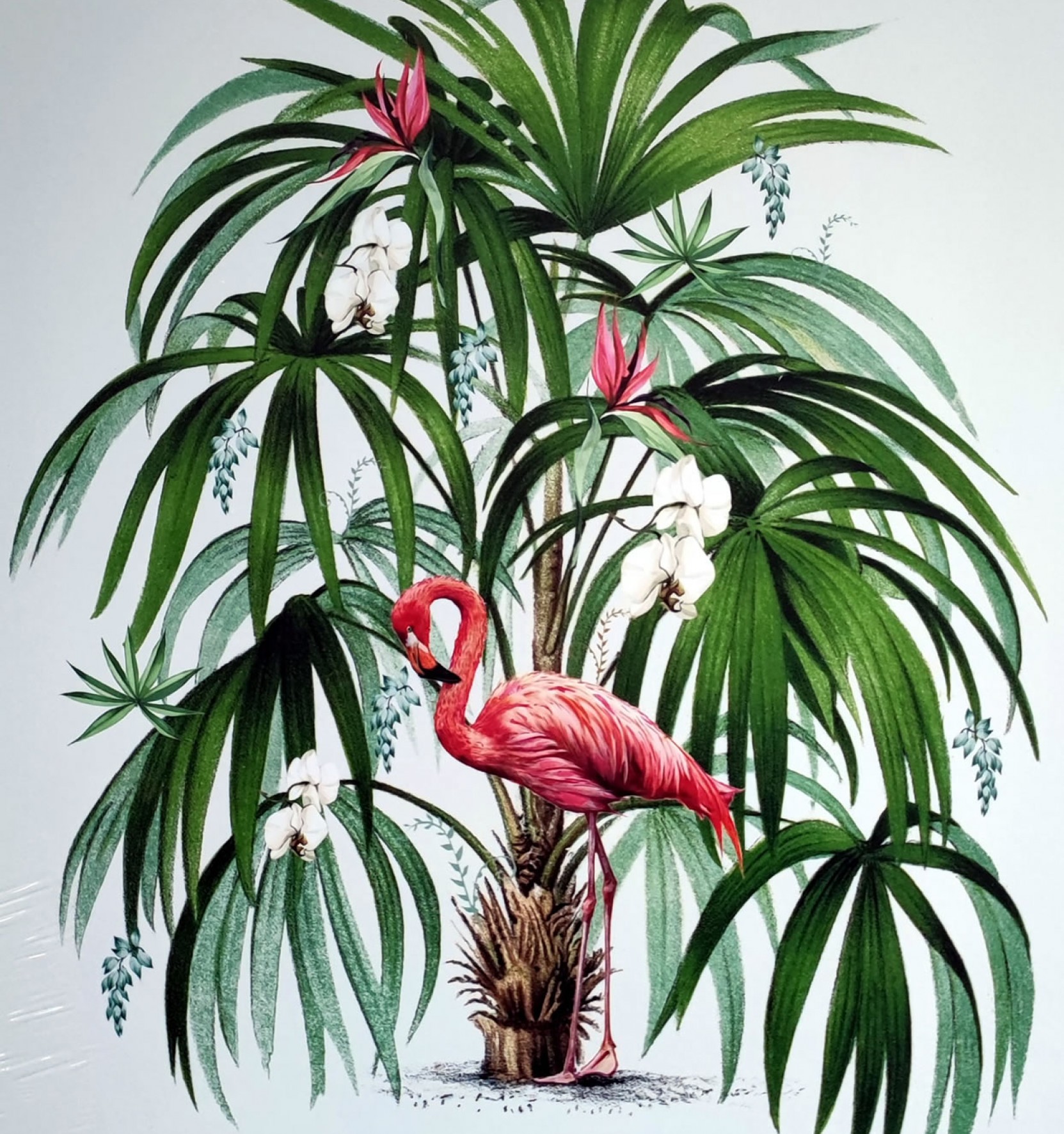 Flamingo Palm