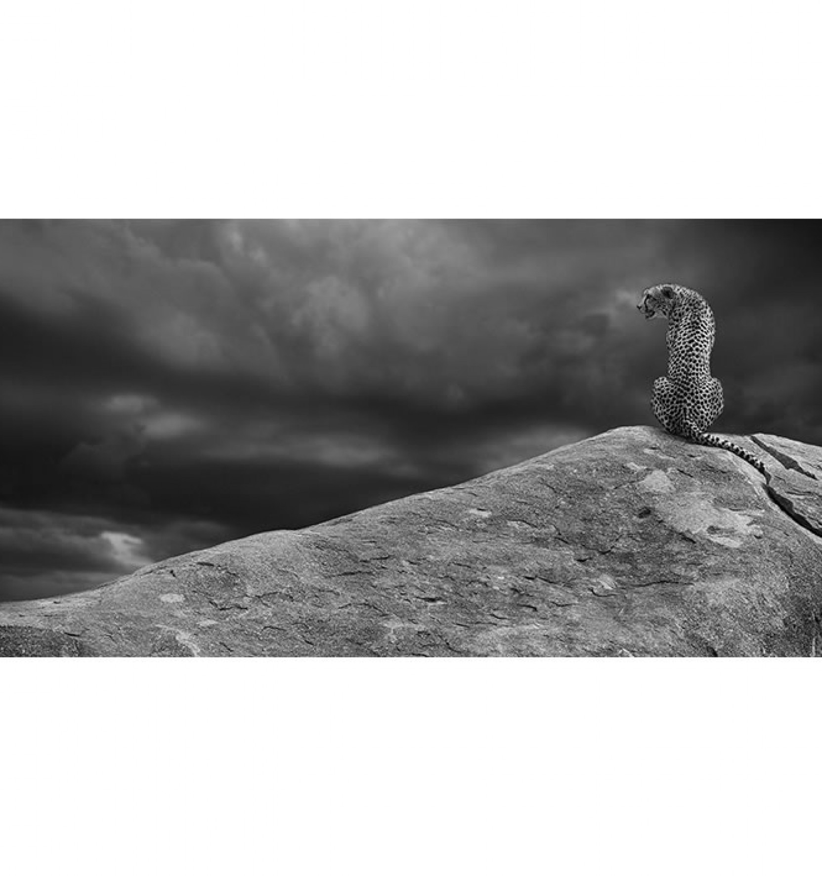 Cheetah On The Rocks by Mario Moreno