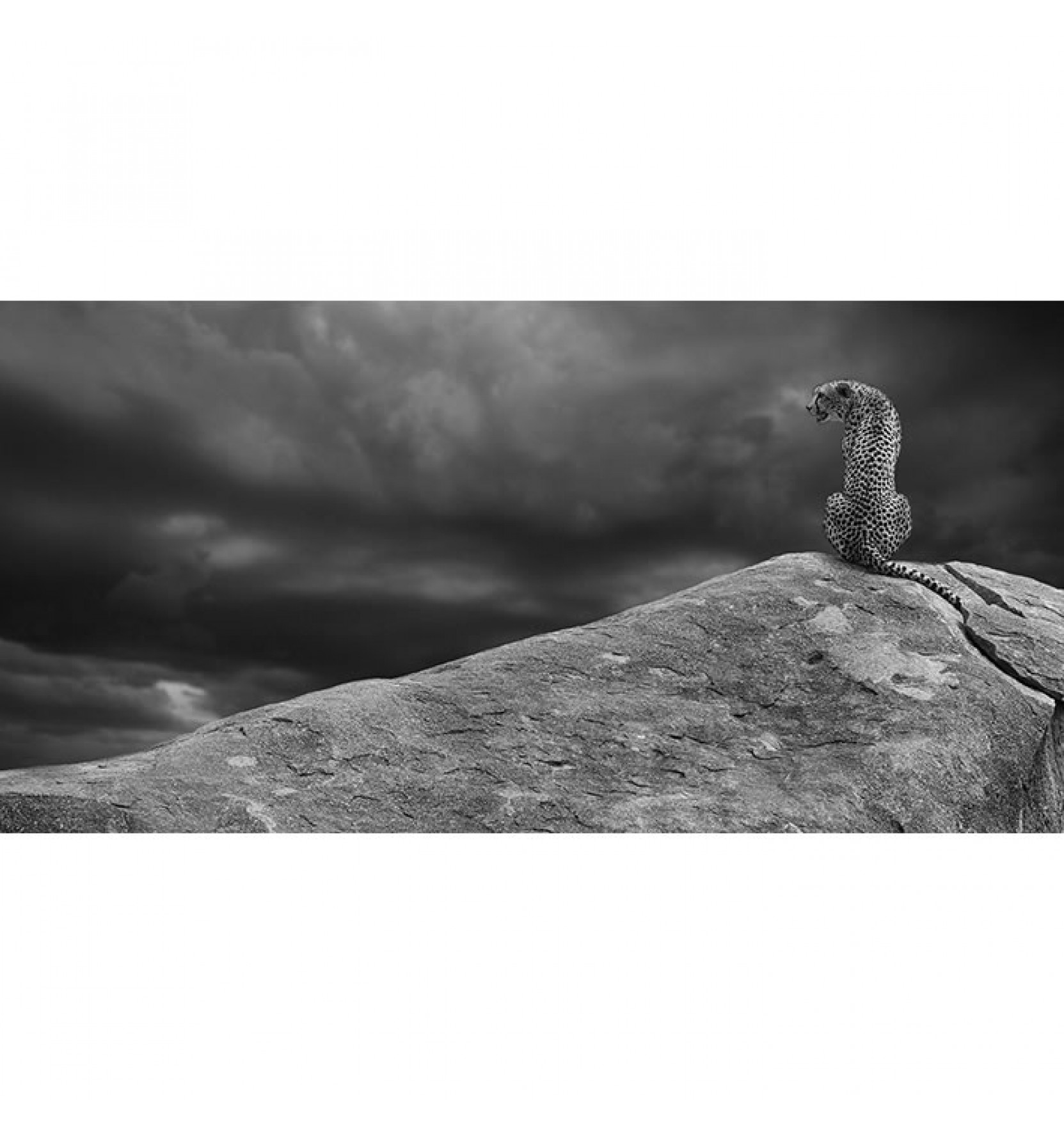 Cheetah On The Rocks by Mario Moreno
